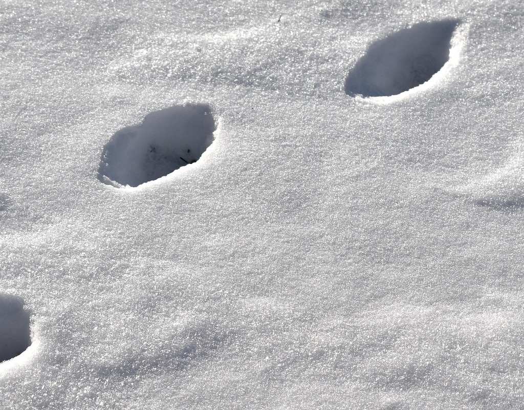 animal footprints in snow